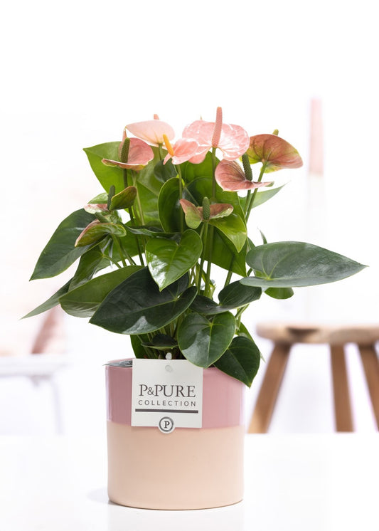 Anthurium An Roze Keramiek Tess