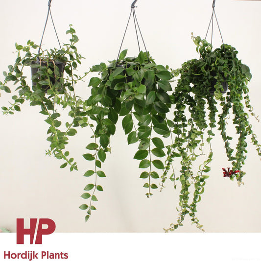 Aeschynanthus Gemengd