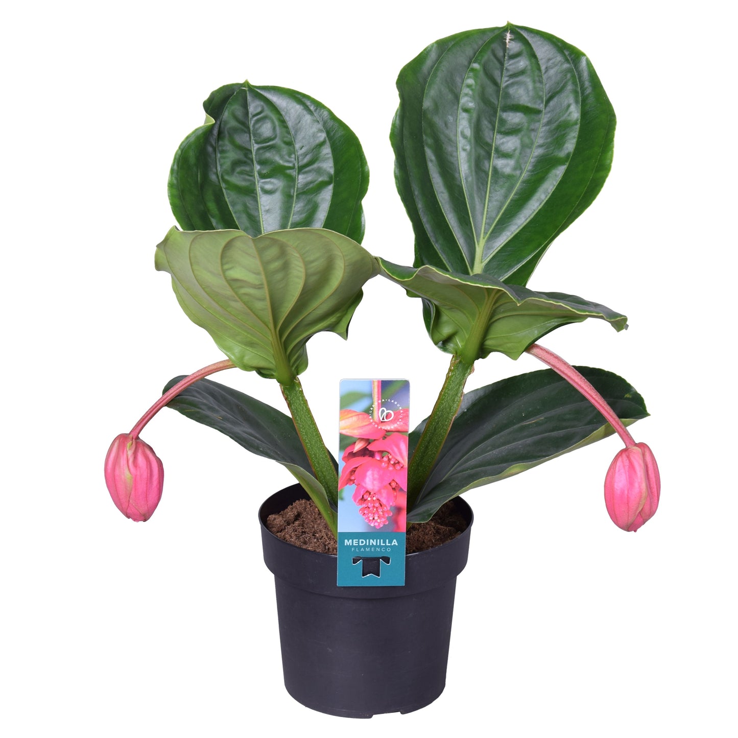 Medinilla Magnifica Flamenco 2 Knop