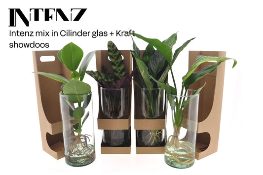 Opm Intenz Gemengd Glas Cilinder + Kraft Showdoos