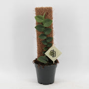 Rhaphidophora Hayi