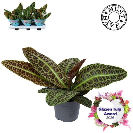 Labisia Obtusifolia Kura Kura