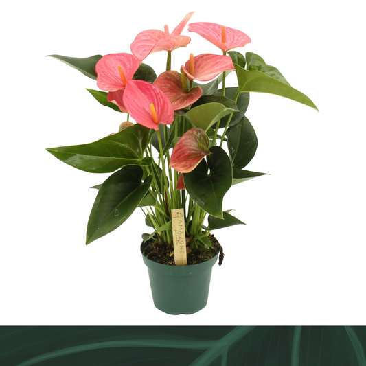 Anthurium (andreanum Grp) Melito