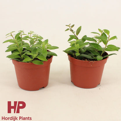 Aeschynanthus CaRose Improved