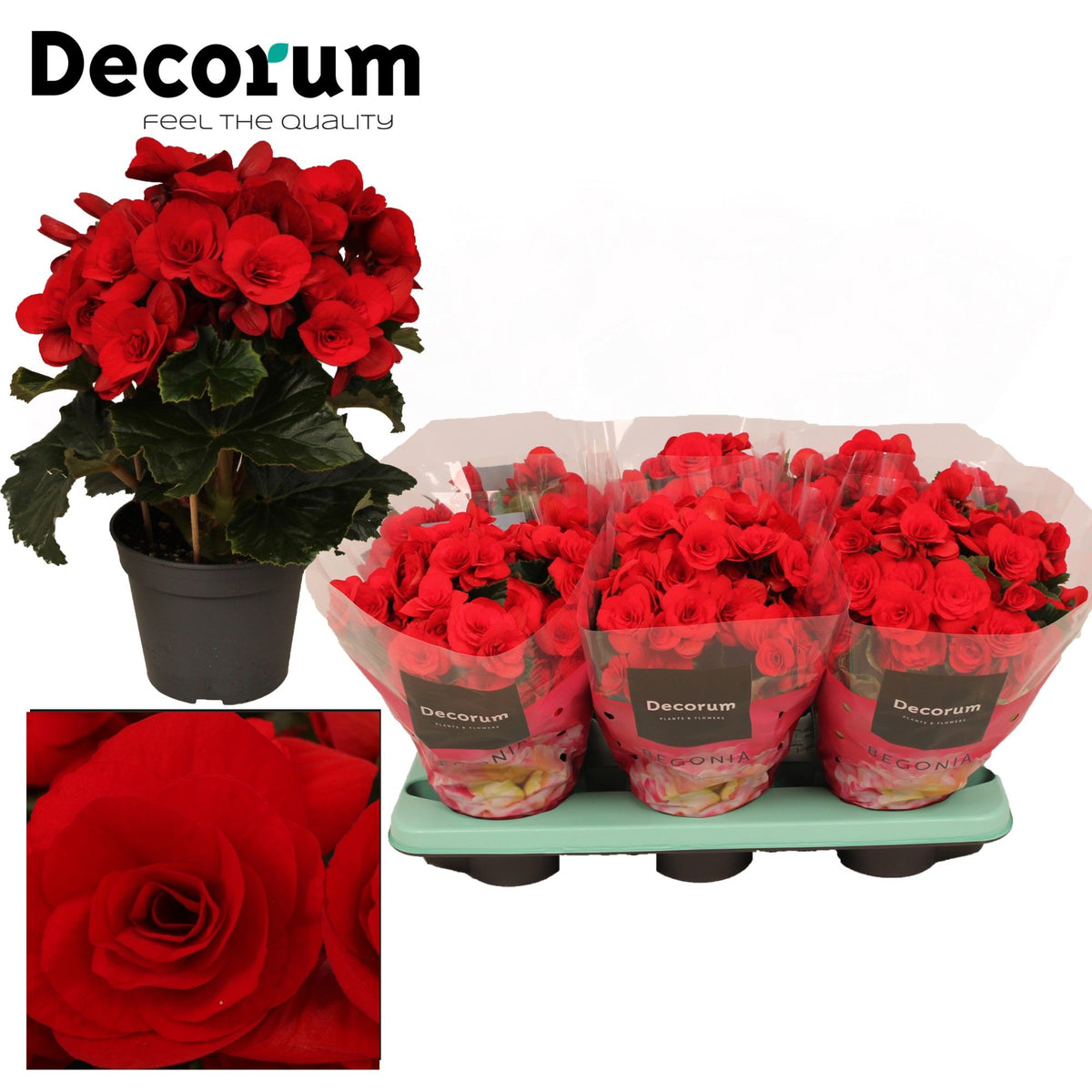 Maestro Rood BegoniaDu Rood Baladin – All Occasions Wholesale