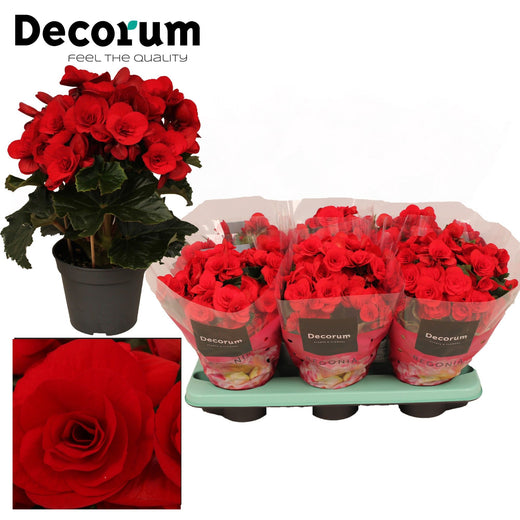 BegoniaDu Rood Baladin