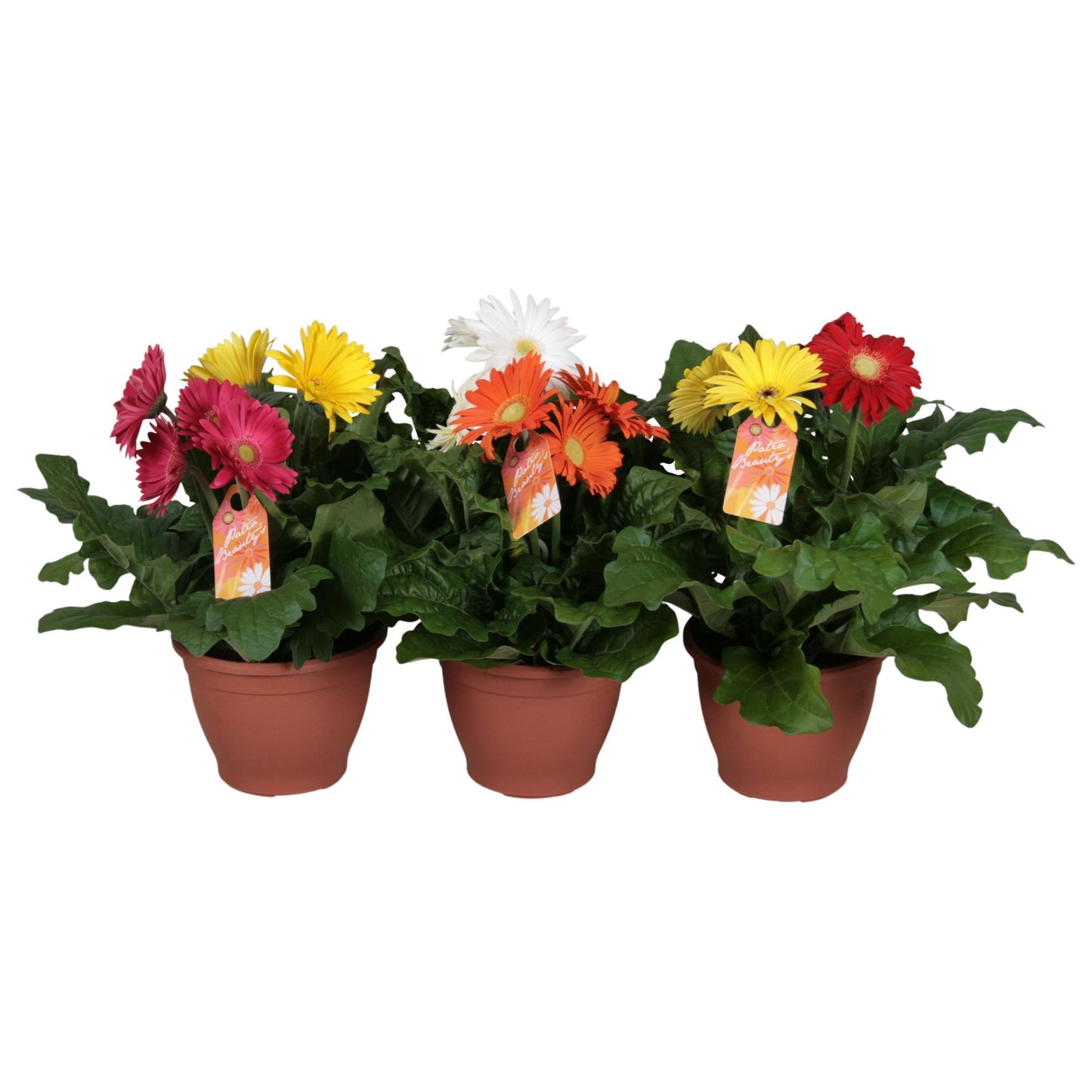 Gerbera Gemengd Patio Carnaval
