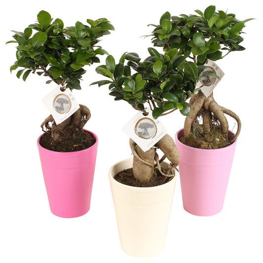 Ficus Mi Ginseng Keramiek Pax
