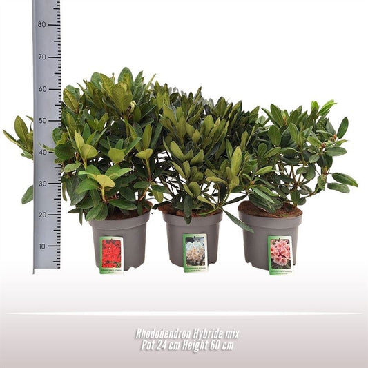 Rhododendron Gemengd