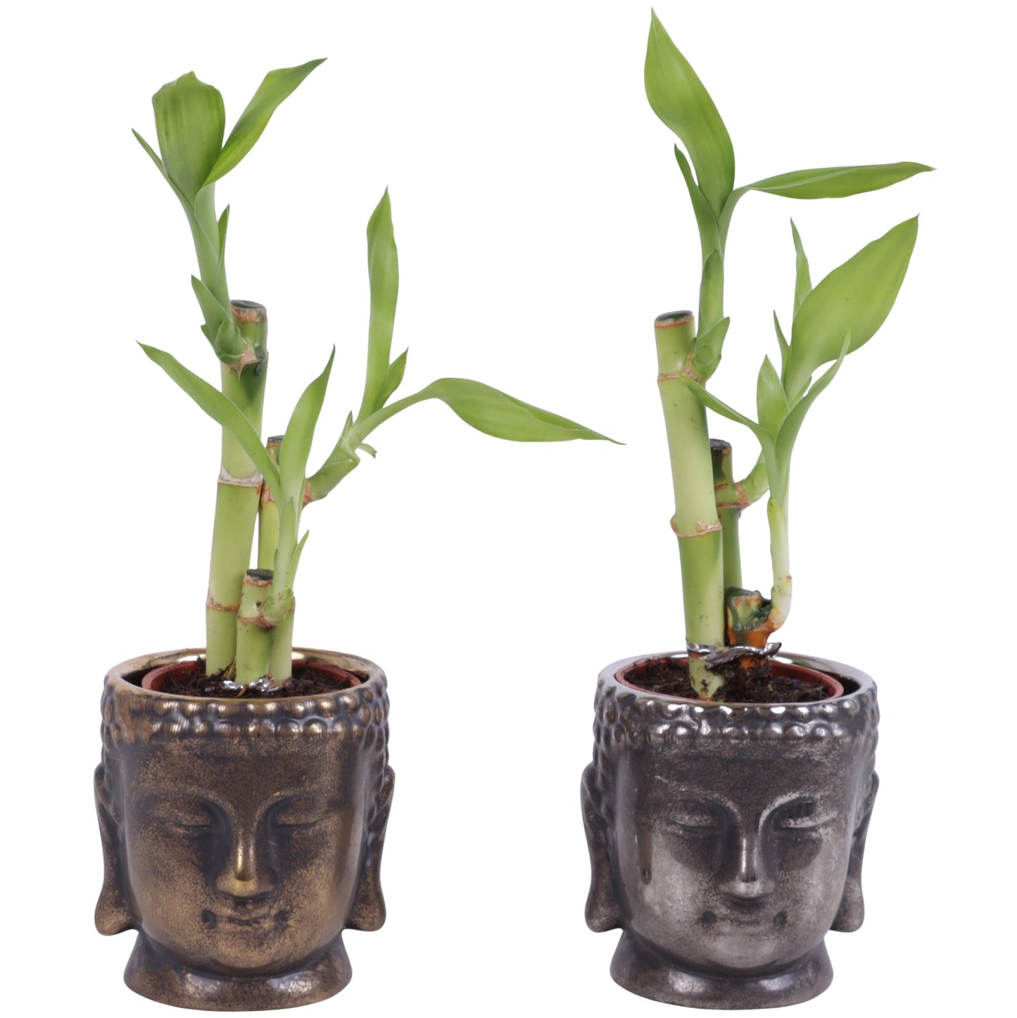 Dra Lucky Bamboo Toef Keramiek Buddha Gold & Silve