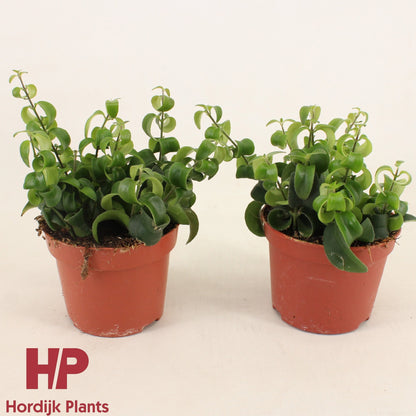 Aeschynanthus Bluster