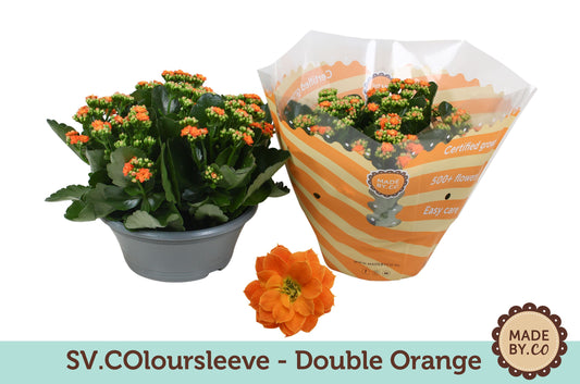 Kalanchoe Gev Oranje Tst