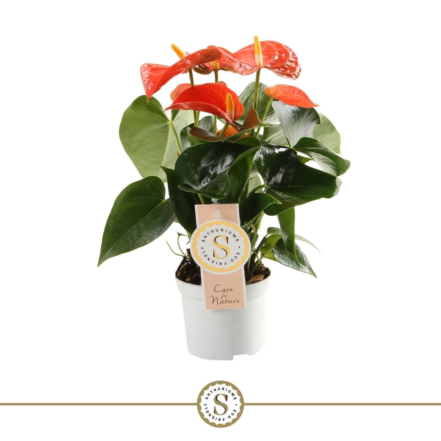 Anthurium St Orange Champion