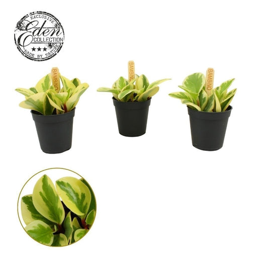 Pep Obtusifolia Obtipan Bicolor