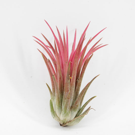 Tillandsia Ionantha Rood