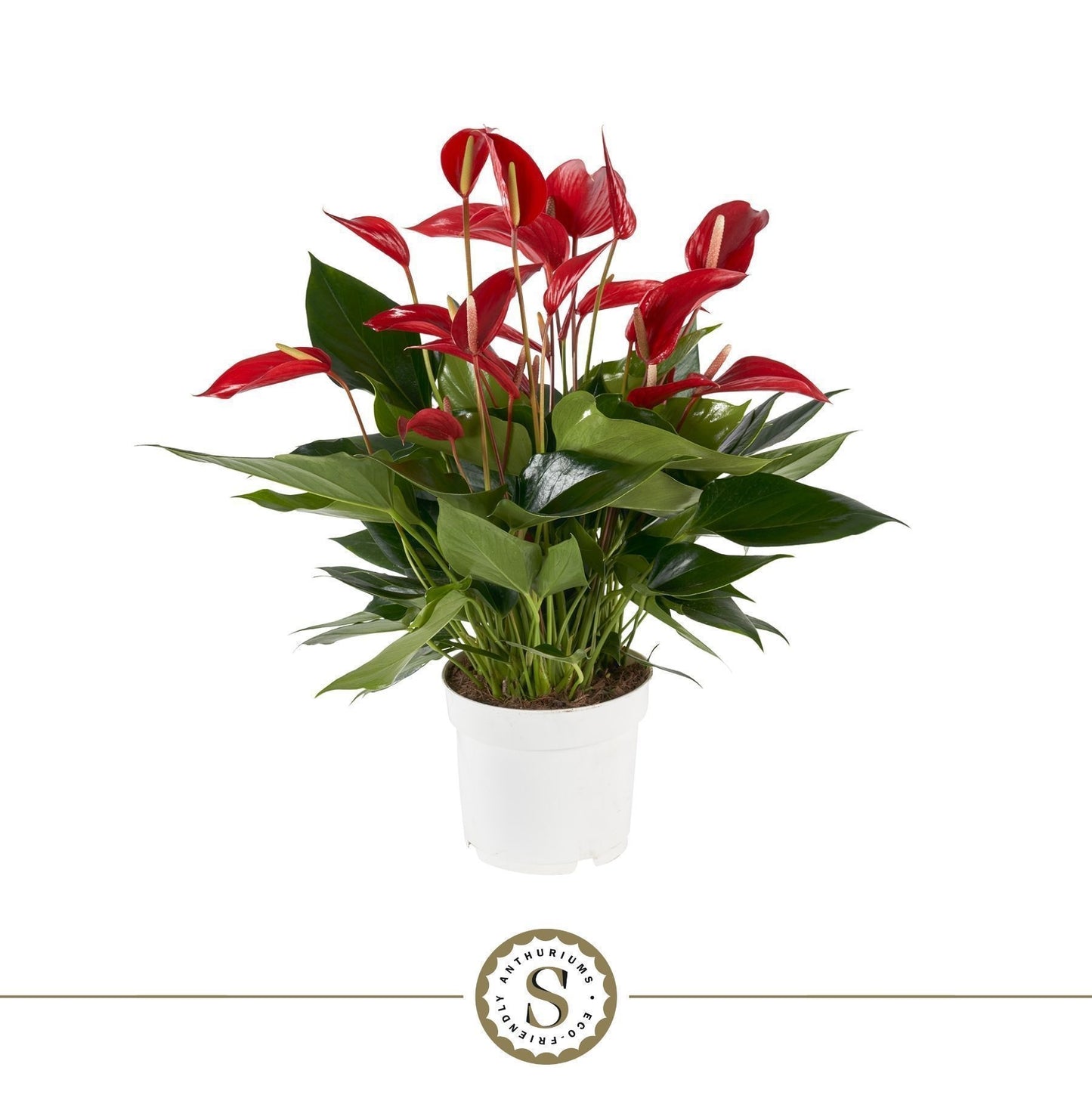 Anthurium St Mille Fleurs Roja