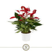 Anthurium St Mille Fleurs Roja