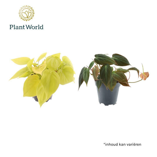 Phil Scandens Gemengd Micans