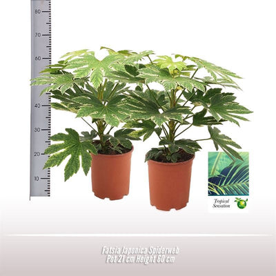 Fatsia Japonica Spiderweb