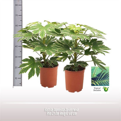 Fatsia Japonica Spiderweb