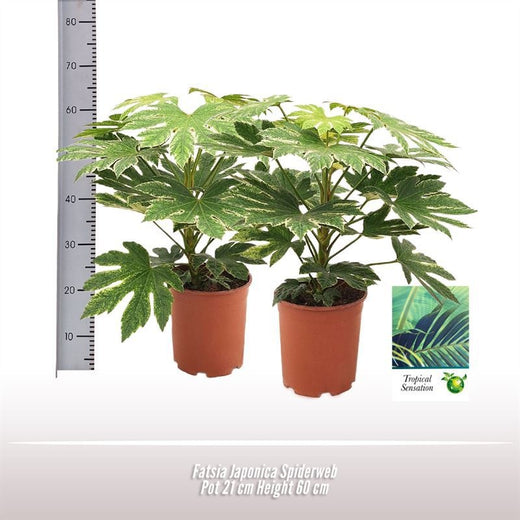 Fatsia Japonica Spiderweb