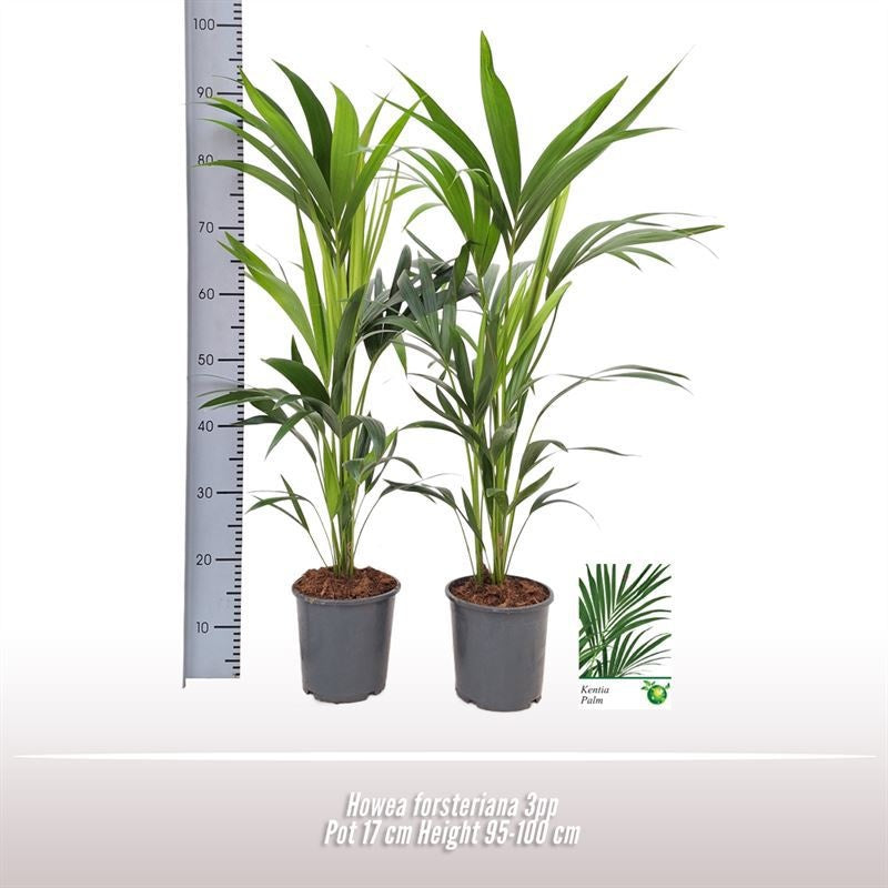 Howea Forsteriana 4pp