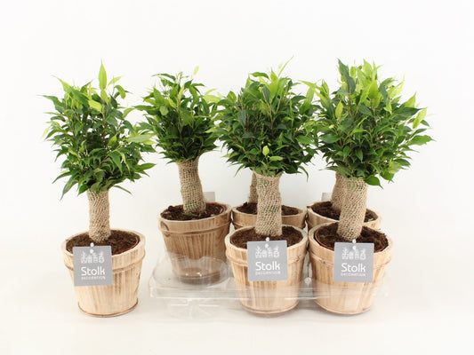Ficus Be Natasja Wood