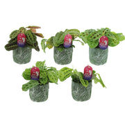 Maranta Leuconeura Fascinator Gemengd Keramiek