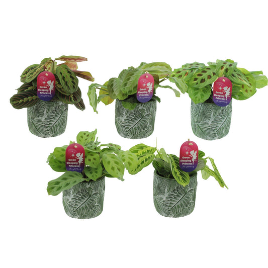 Maranta Leuconeura Fascinator Gemengd Keramiek