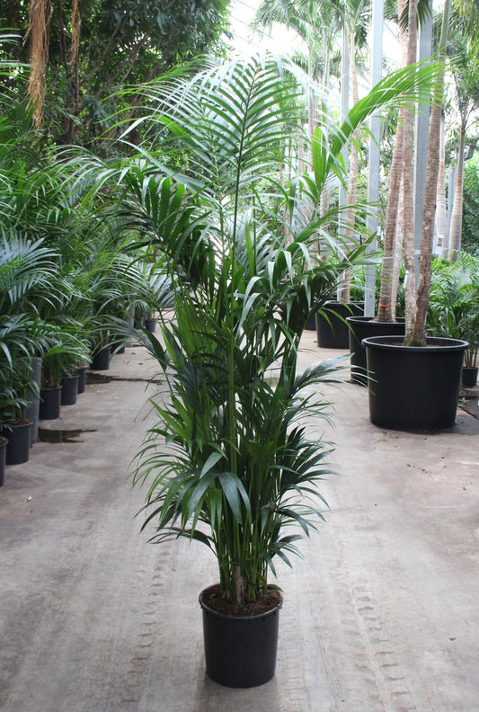 Howea Forsteriana 15pp