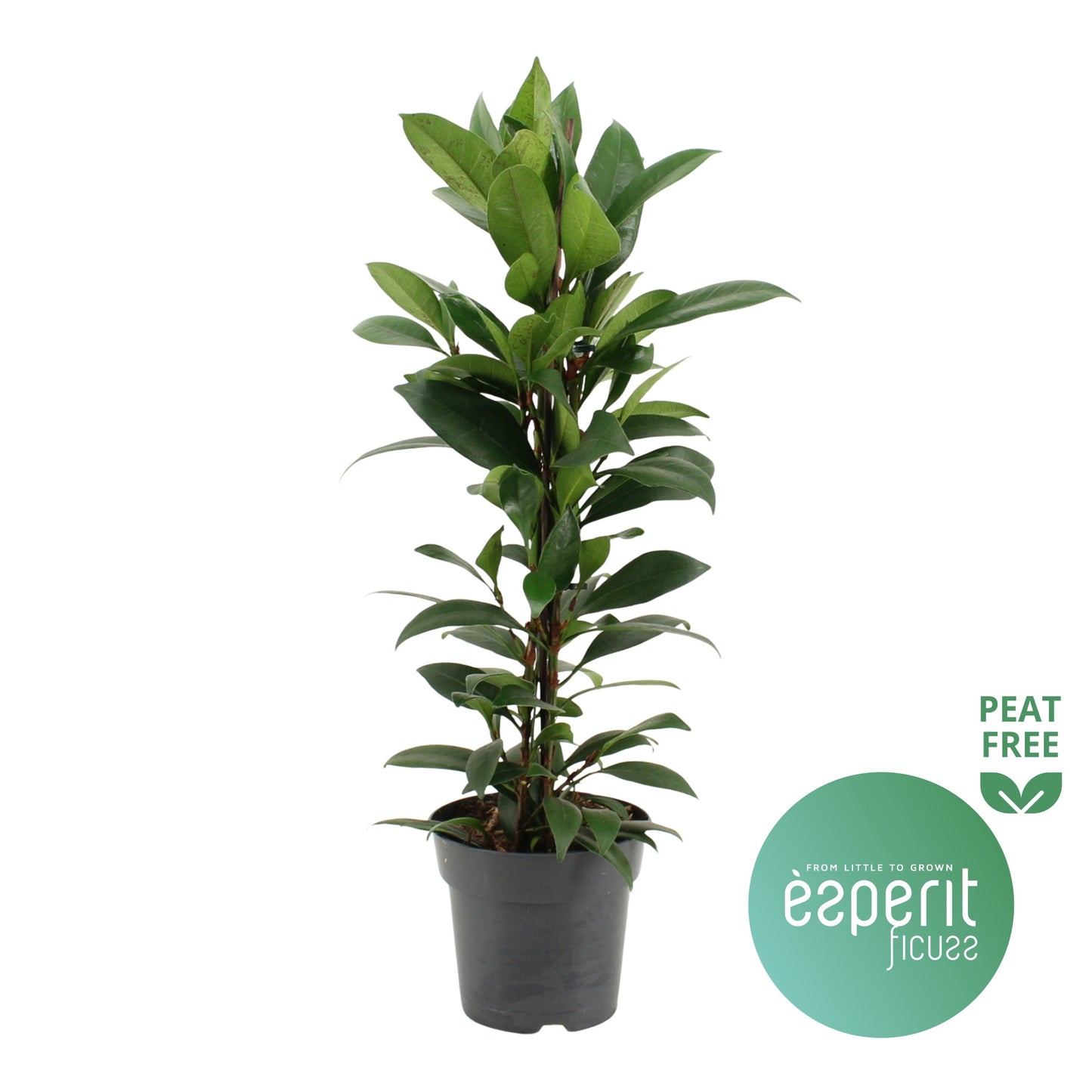 Ficus Cyathistipula Compacta