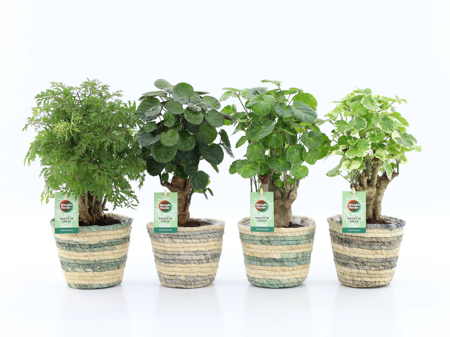 Polyscias Gemengd Mand Noah Lines