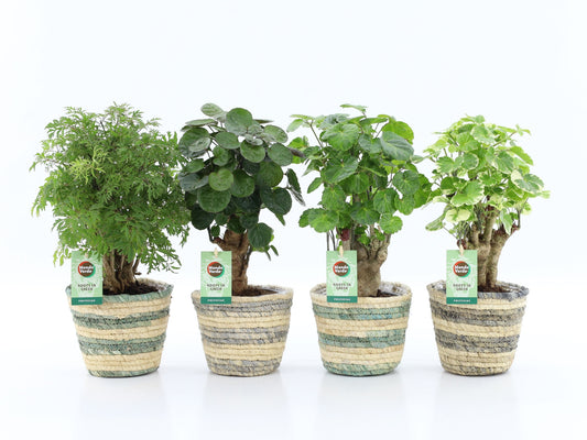 Polyscias Gemengd Mand Noah Lines