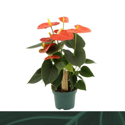 Anthurium An Solara