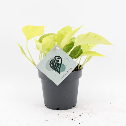 Epipr Champs Élysées