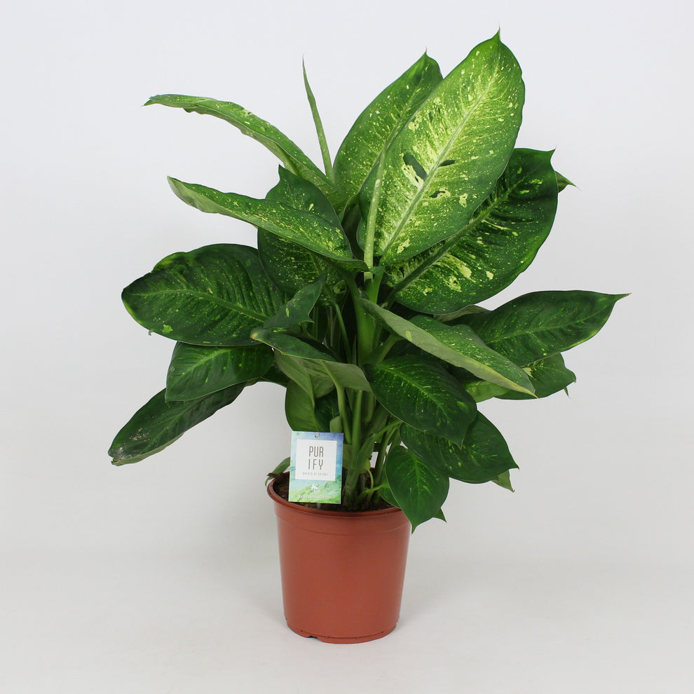 Dieff Living Fantasy – All Occasions Wholesale