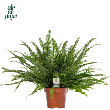 Nephrolepis Green Lady