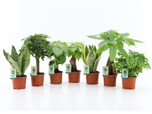 Ov Kamerplanten Gemengd Easy To Care
