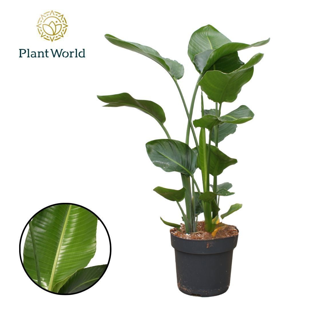 Strelitzia Nicolai 3pp