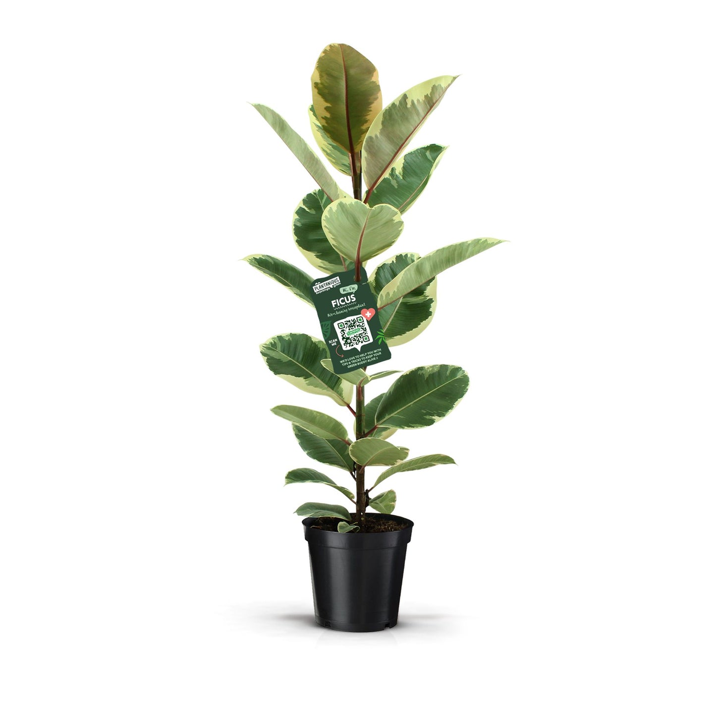 Ficus El Tineke