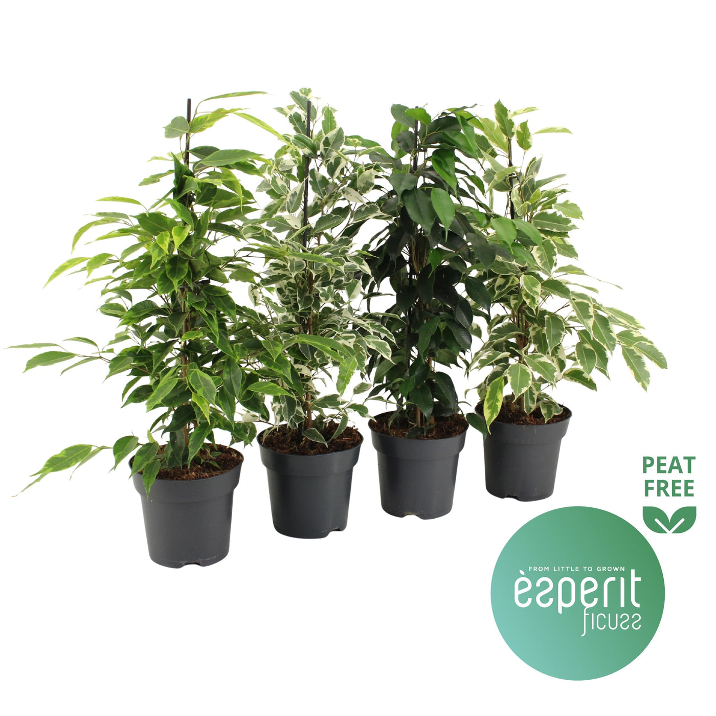 Ficus Be Gemengd Royal