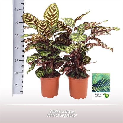 Calathea Makoyana