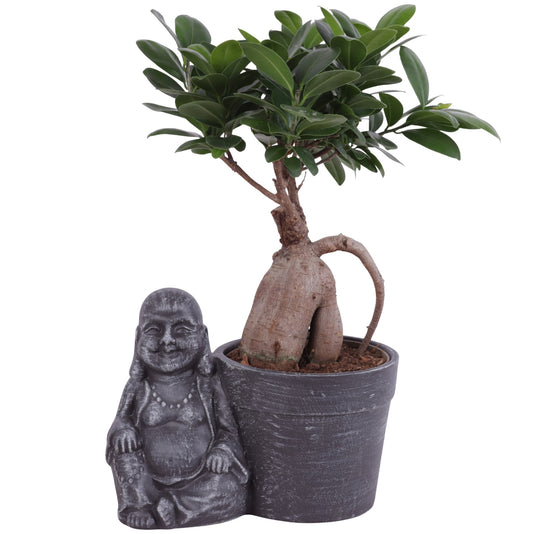 Ficus Mi Ginseng Keramiek Buddha