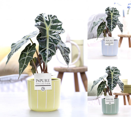 Alocasia Polly Keramiek Fleur