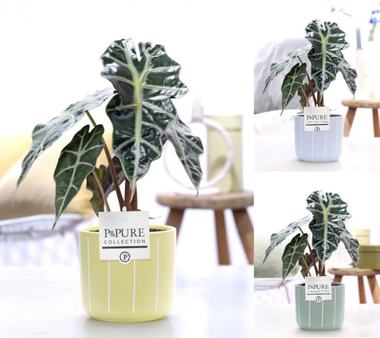 Alocasia Polly Keramiek Fleur