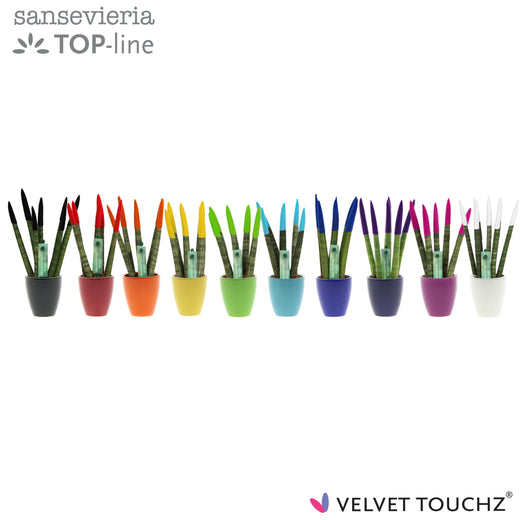 Sans Cyl Velvet Touch Gemengd Keramiek Osaka