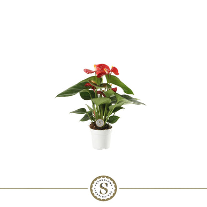 Anthurium St Red Champion