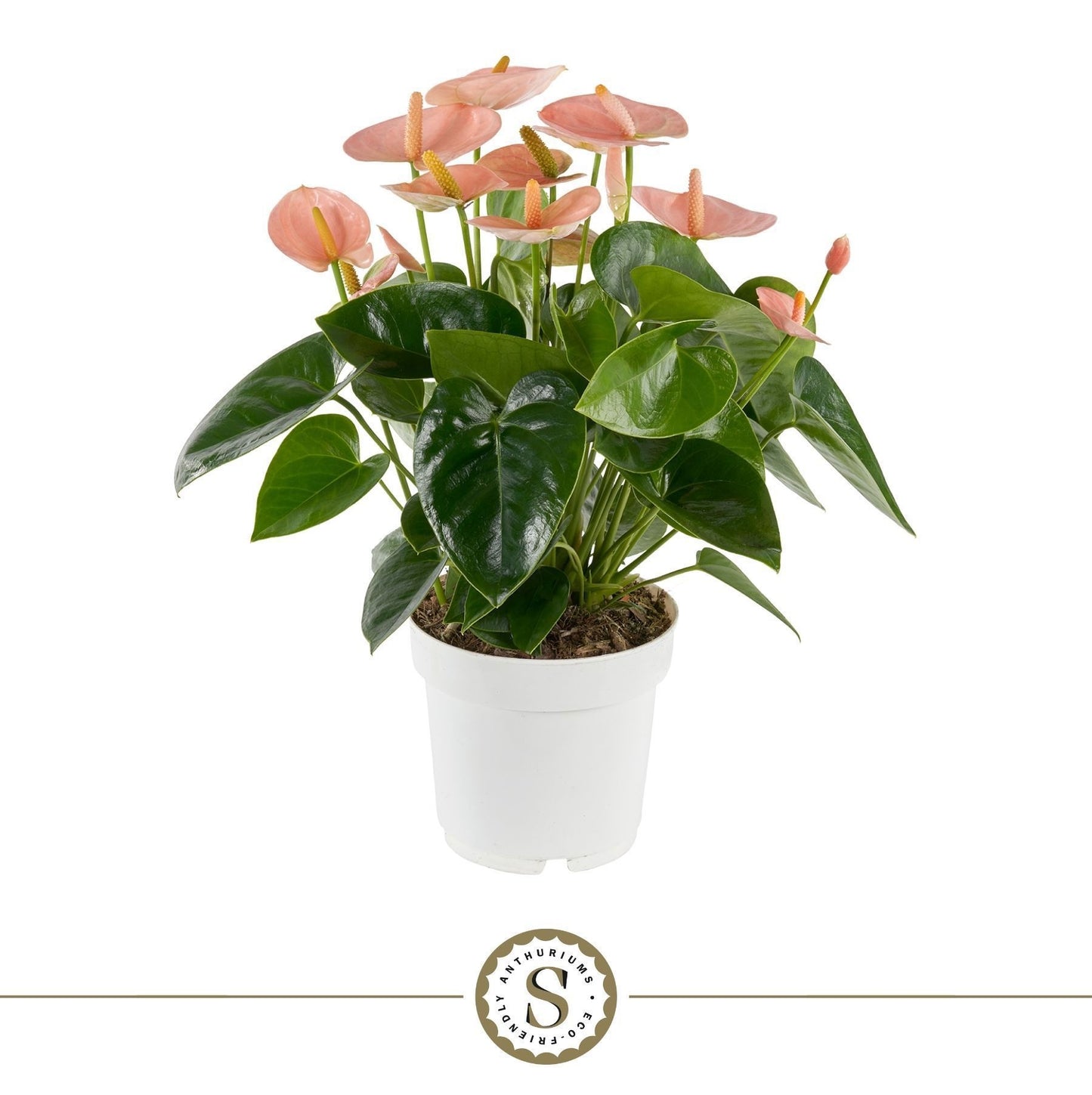 Anthurium St Spirit