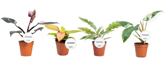 Phil Gemengd Princess