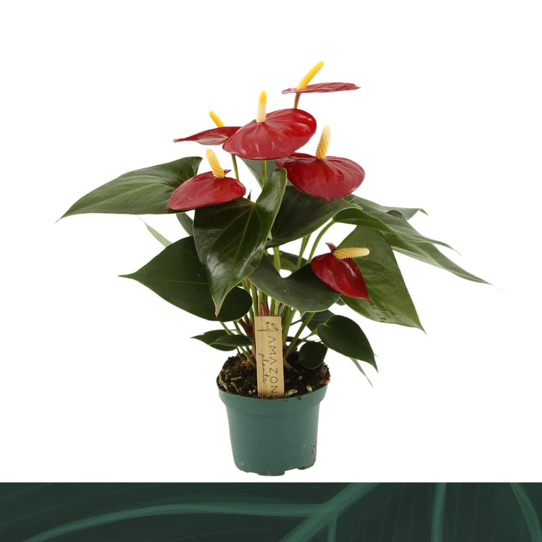 Anthurium An Aroha